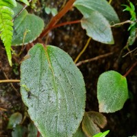 Impatiens acaulis Arn.